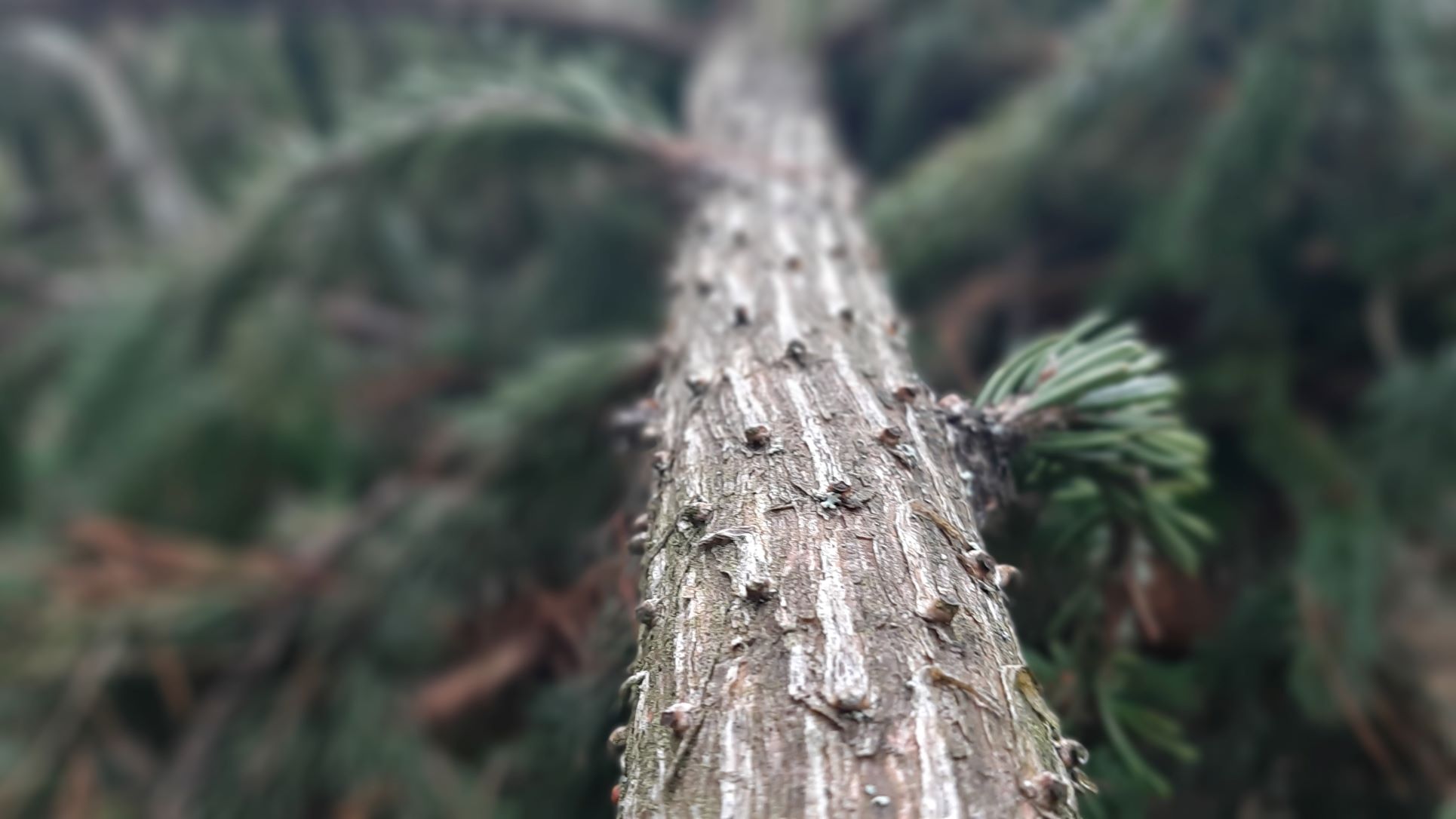INVL Baltic Forests Fund I, a fund on Invalda INVL group, ends its activities with a 27% annual rate of return