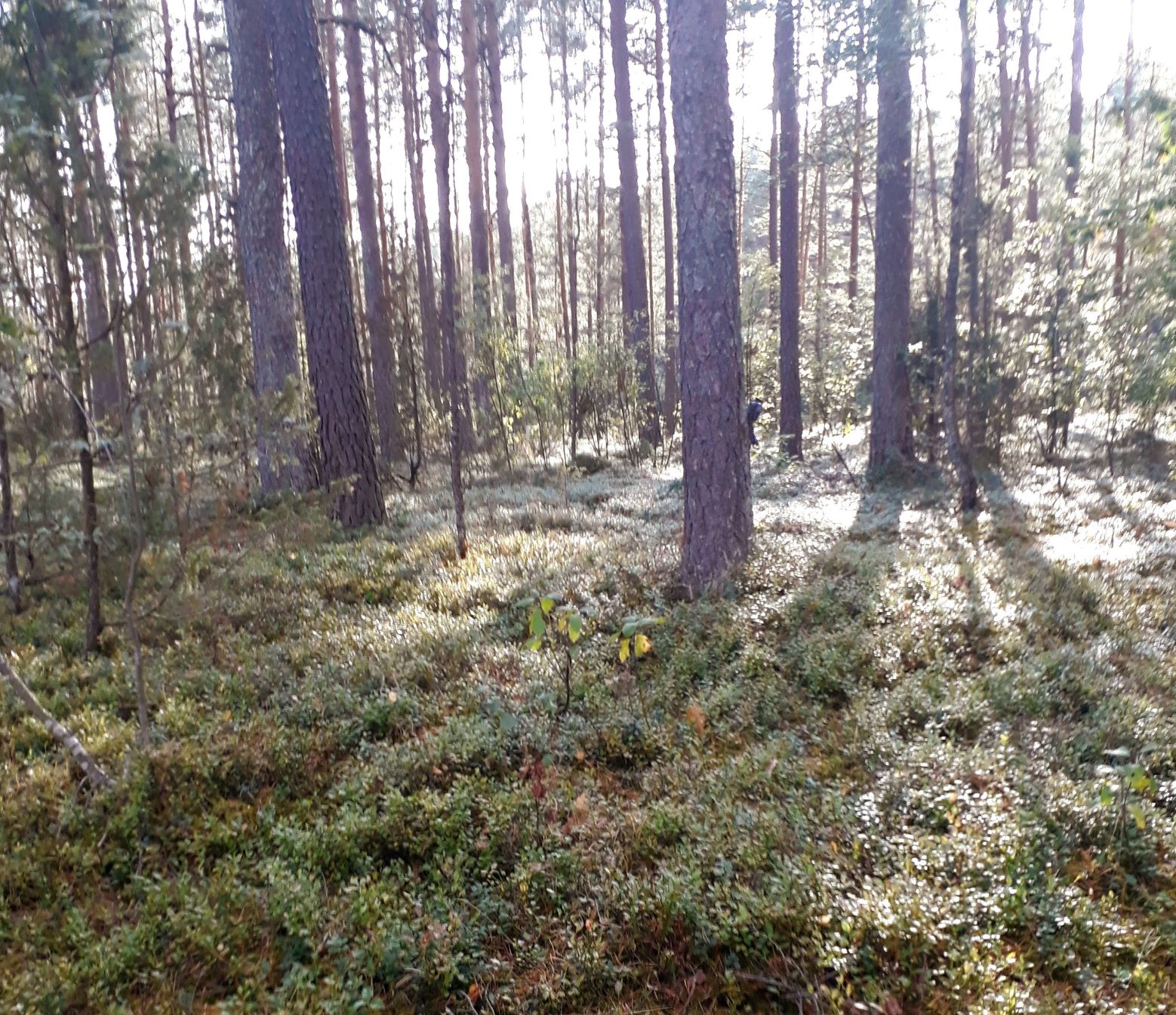 INVL Baltic Forests Fund I closes with average annual return of 27.3%