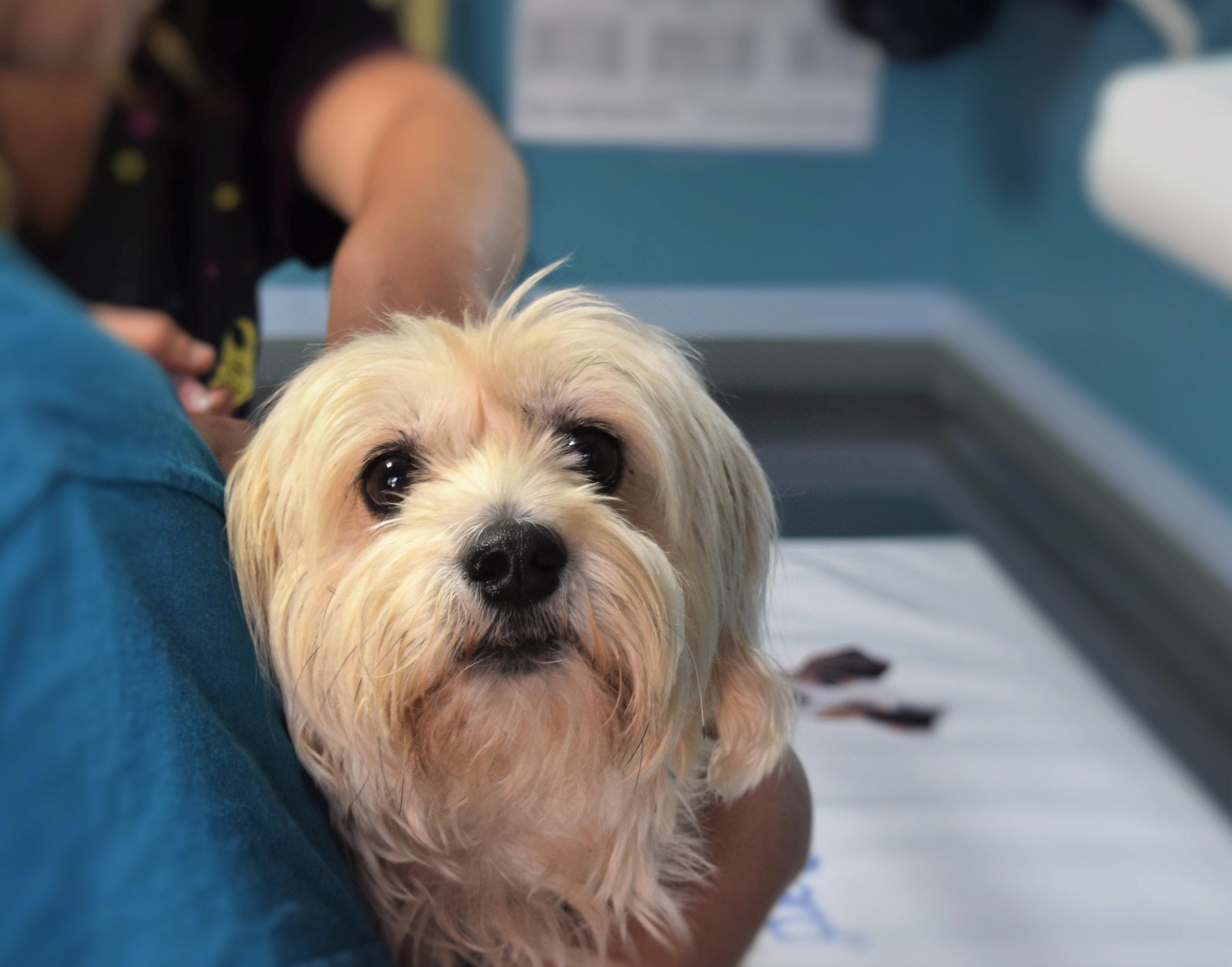 INVL Baltic Sea Growth Fund acquired vet clinic network MiniVet