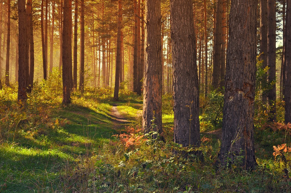 INVL fund that invests in forest and land raised an additional EUR 22.9 million