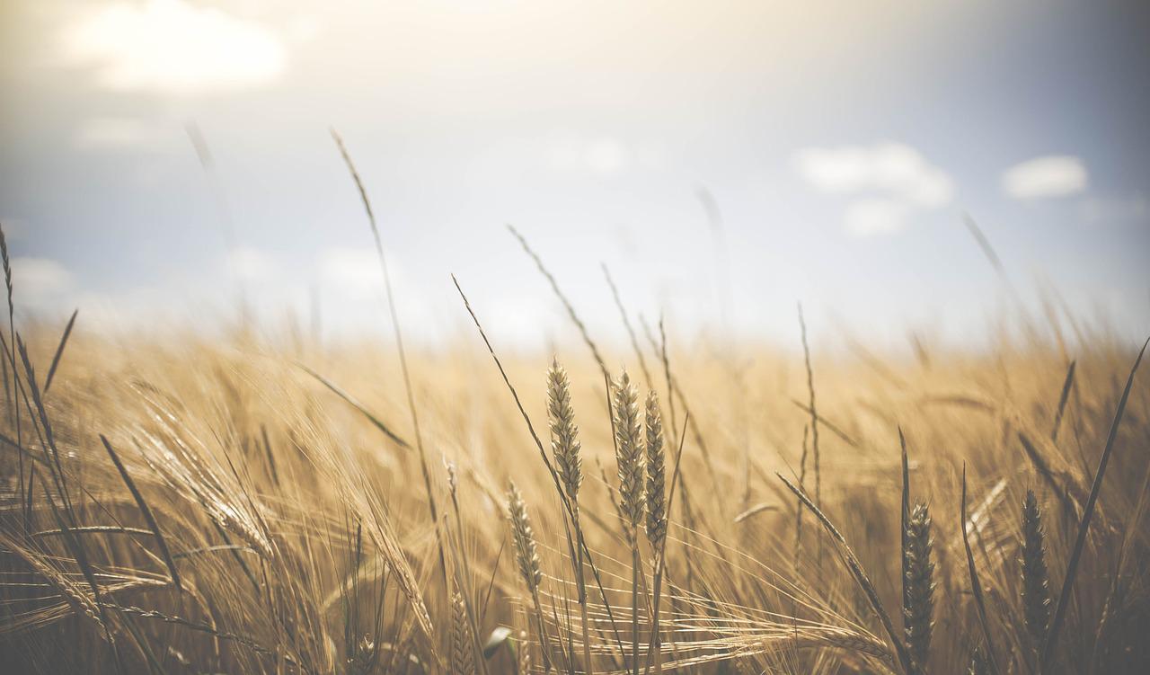„INVL Baltic Farmland“ per pirmąjį pusmetį gavo 483 tūkst. eurų grynojo pelno
