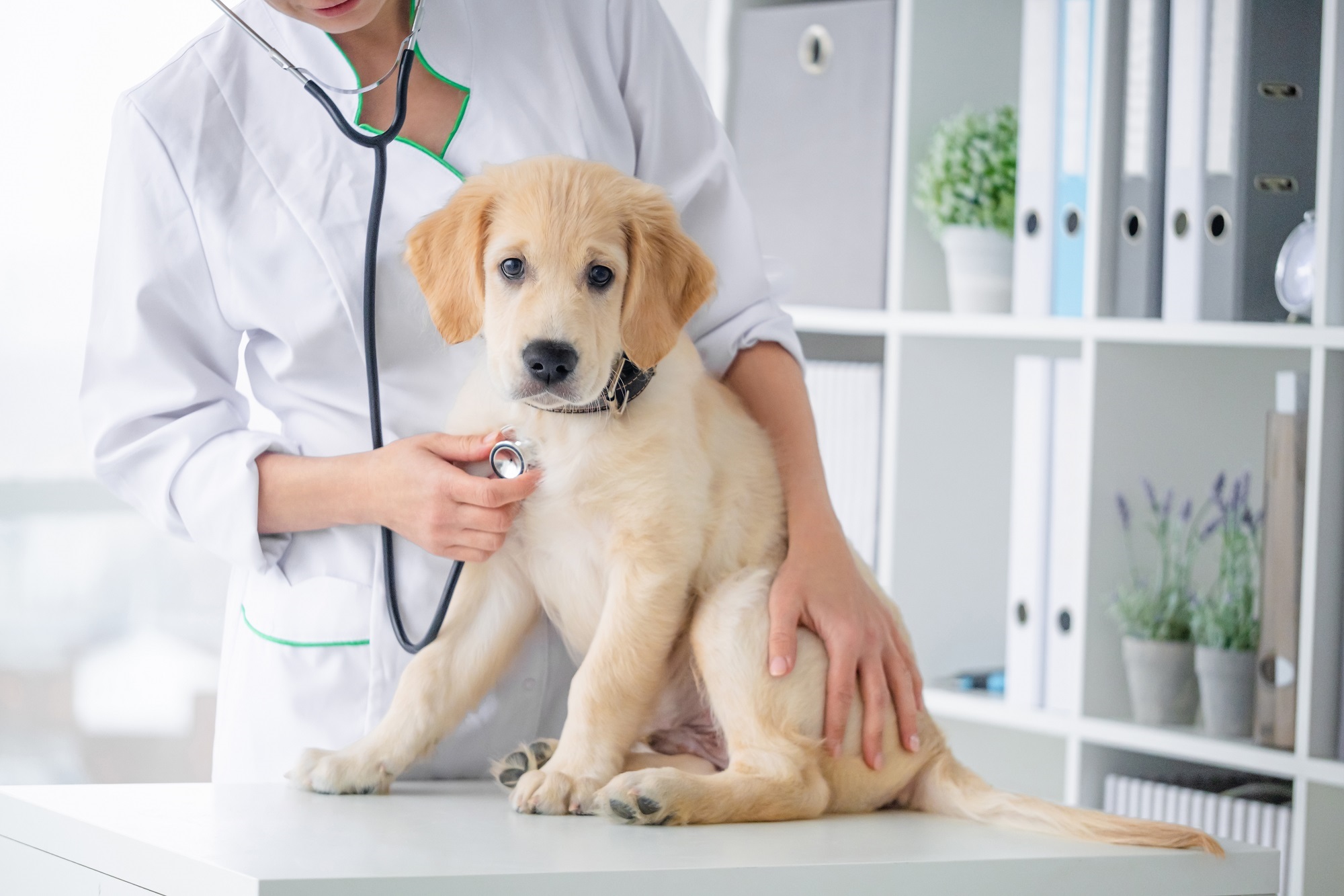 INVL Baltic Sea Growth Fund portfolio company invests in veterinary sector in Poland