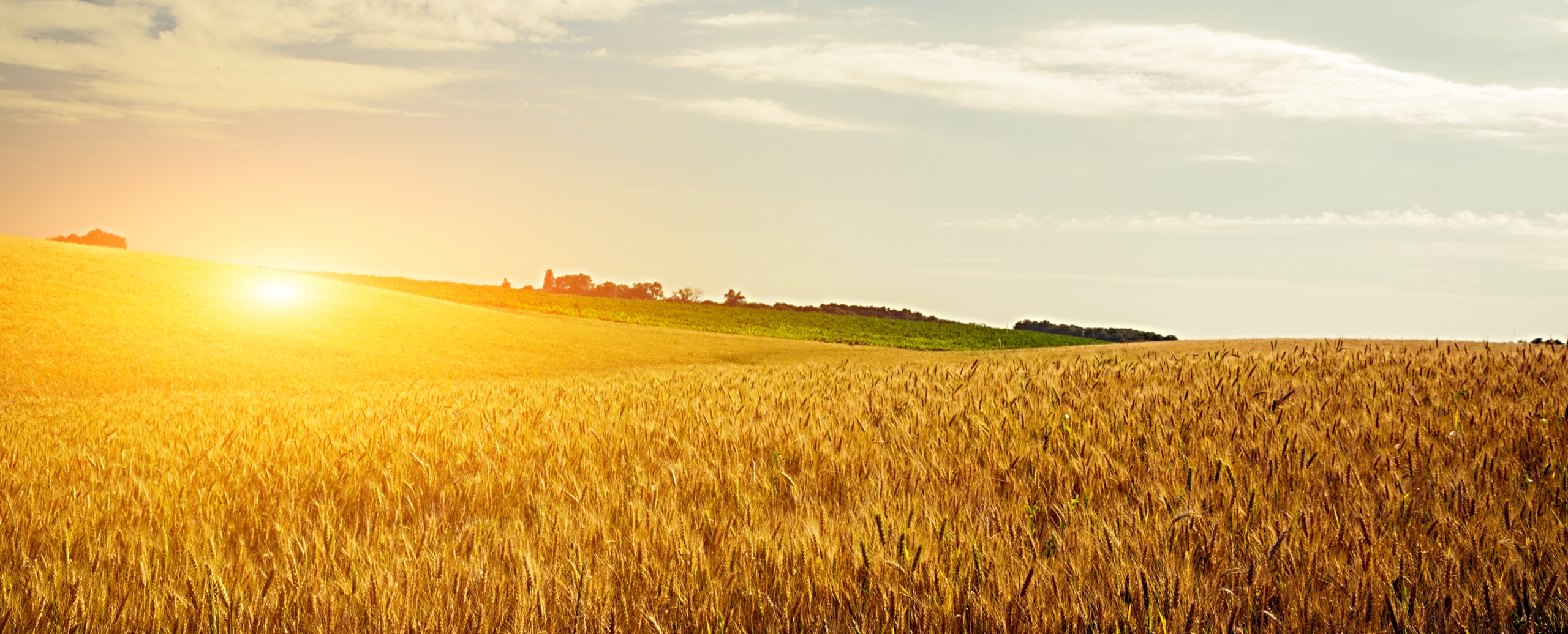 „INVL Baltic Farmland“ skelbia veiklos prognozes ir numatomus dividendus akcininkams
