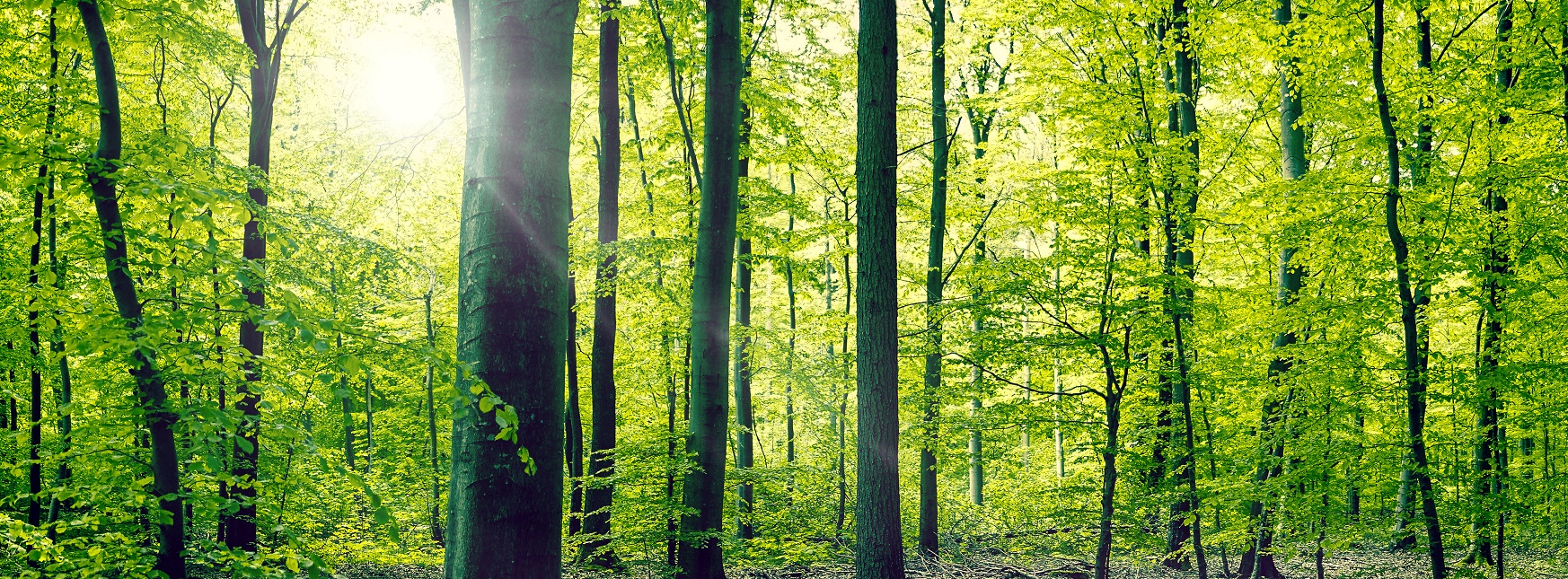 INVL fund that invests in forest and land raises additional EUR 9.4 million