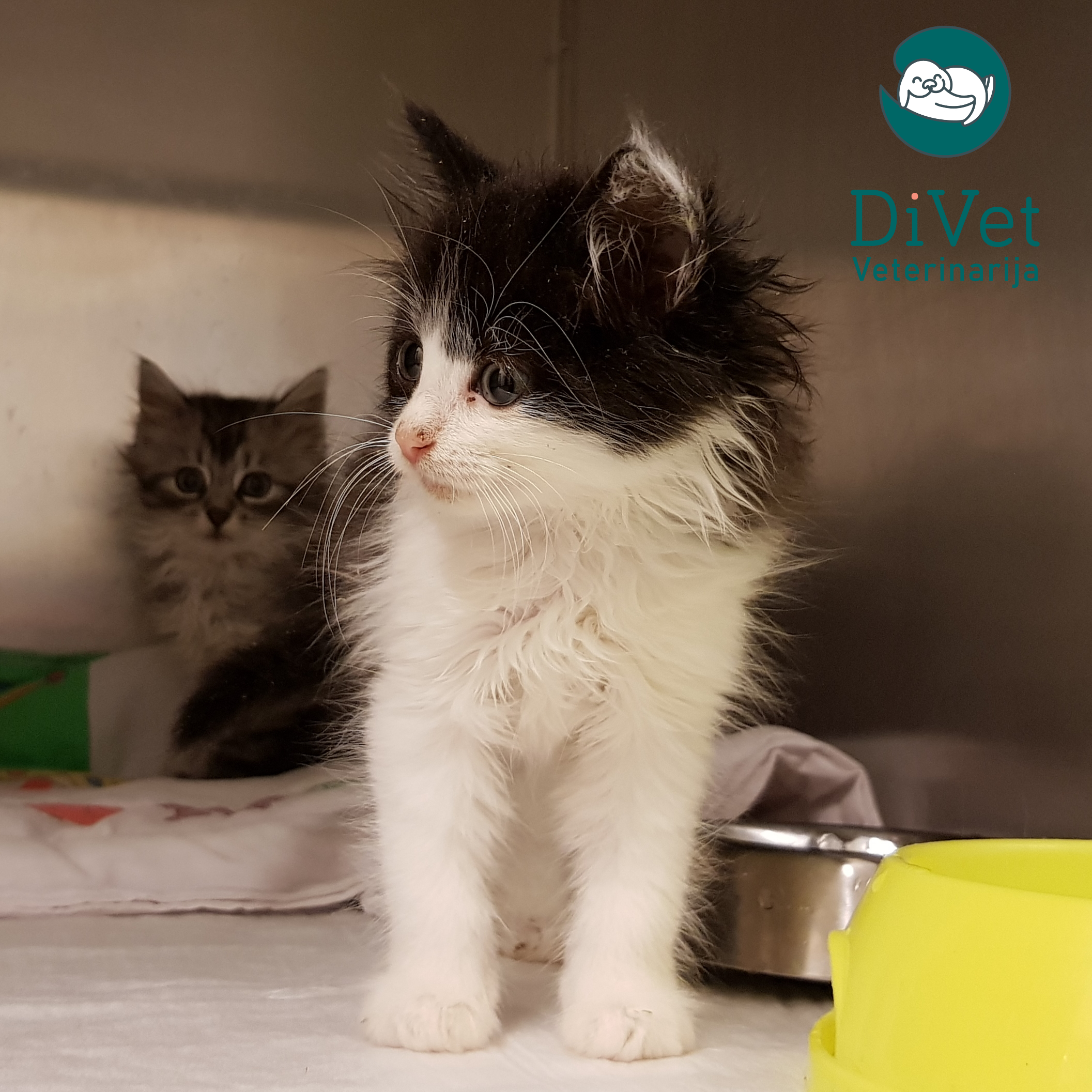 „MiniVet“ įsigijo Vilniaus veterinarijos kliniką „DiVet“