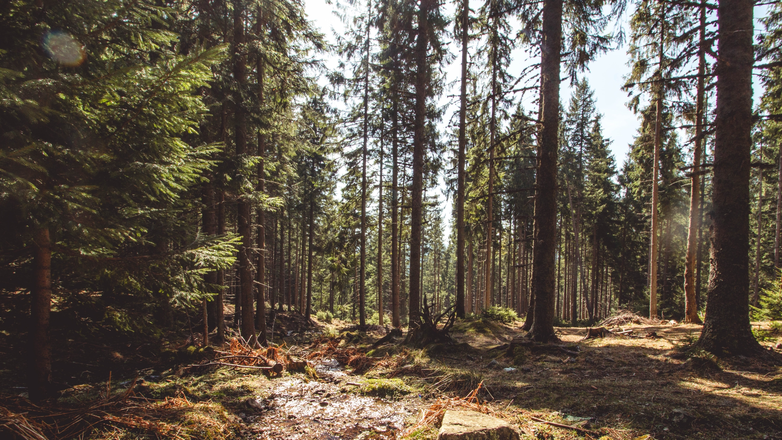 INVL Asset Management fund acquires 1,400 ha of forest in Romania