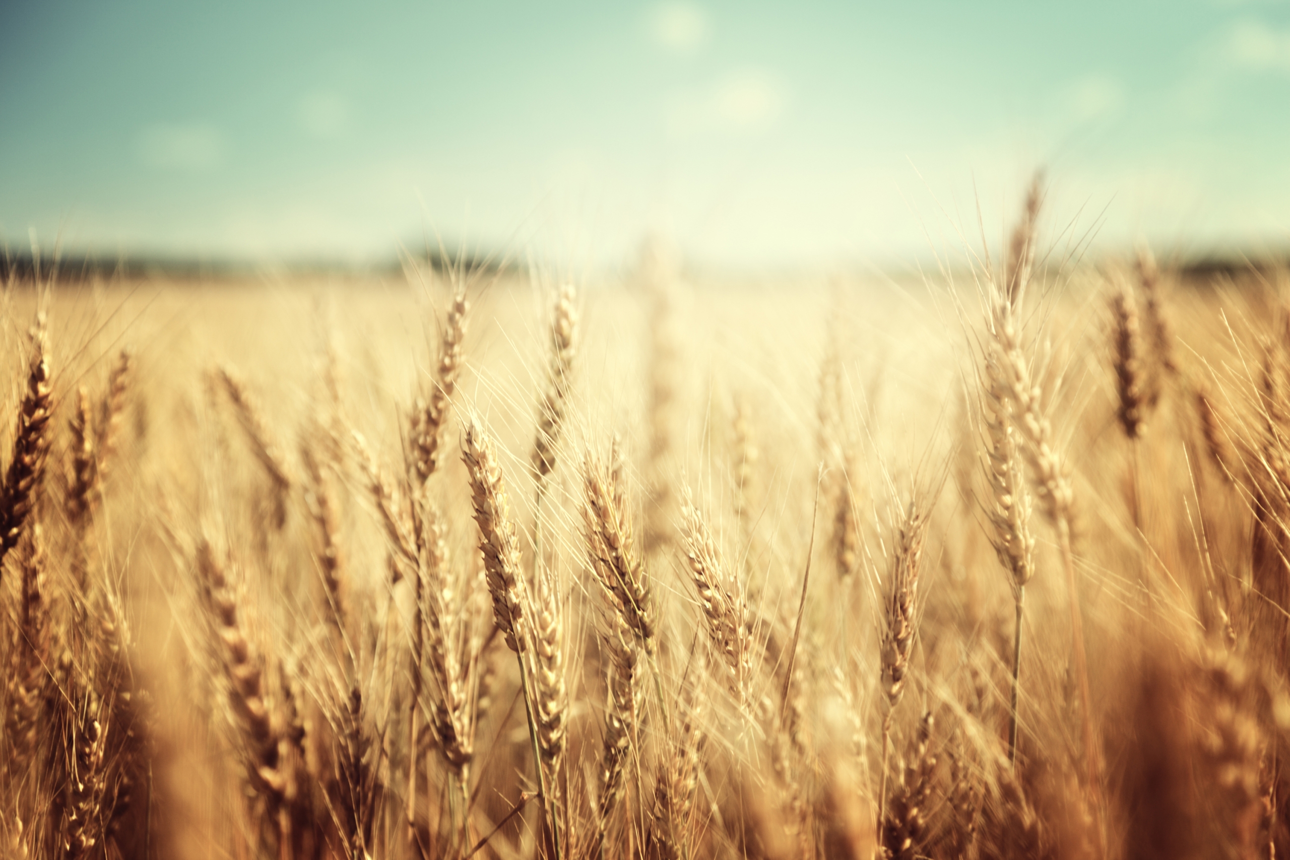 „INVL Baltic Farmland“ paskelbė šių metų veiklos prognozes, numatomus dividendus ir savų akcijų supirkimo tvarką