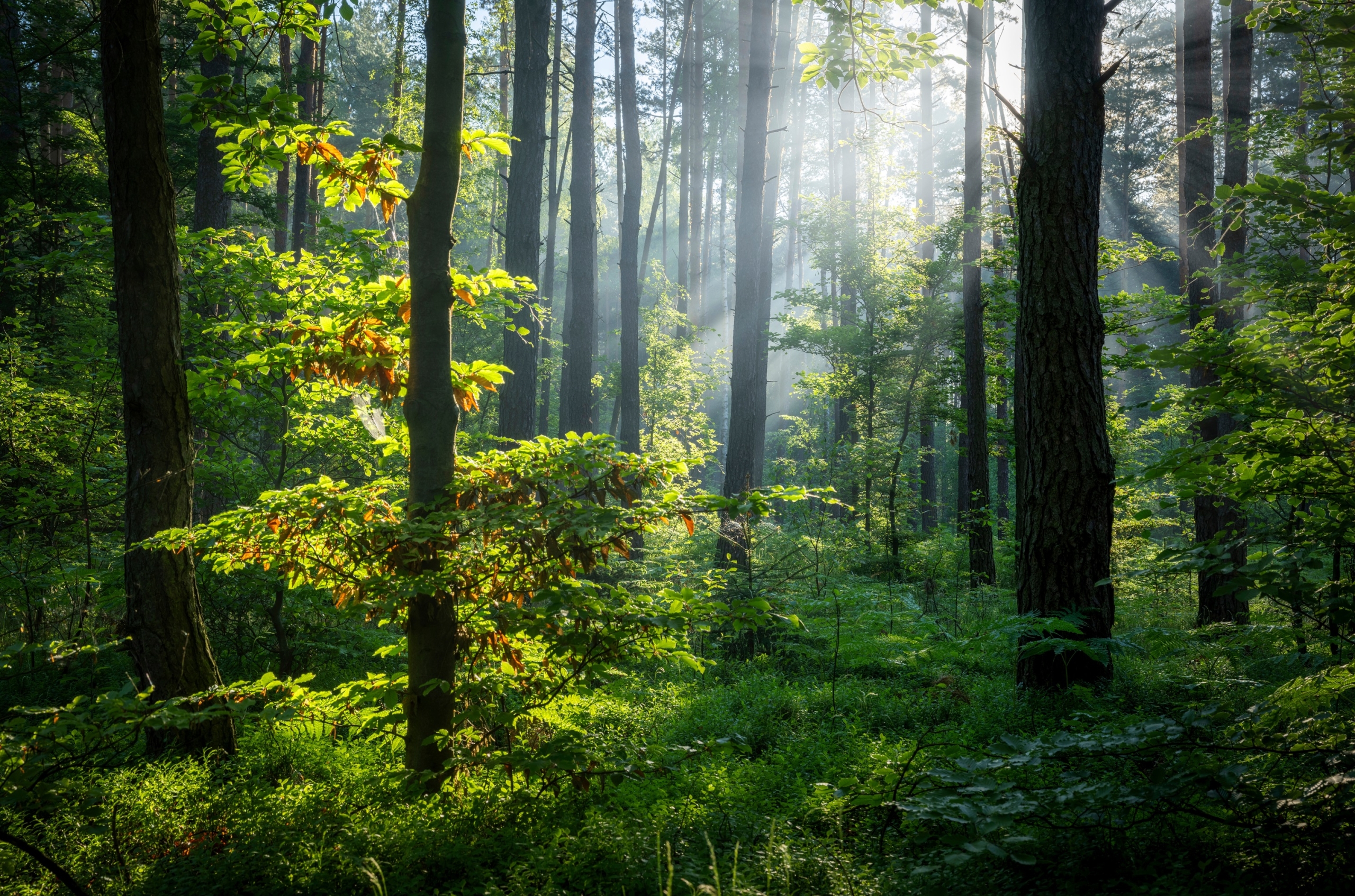 INVL Sustainable Timberland and Farmland Fund II – Capital Fund raises additional EUR 1.275 million