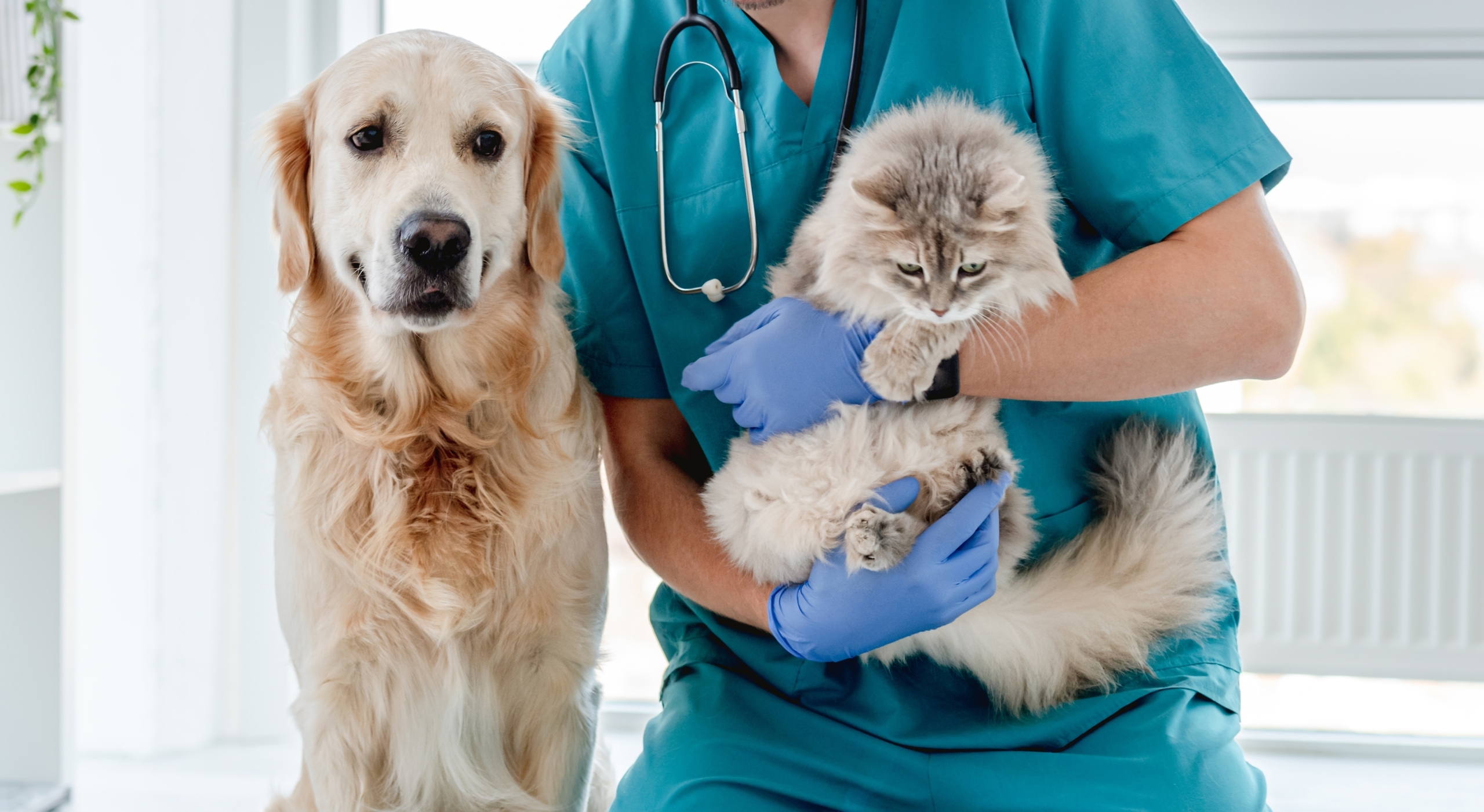 INVL Baltic Sea Growth Fund-backed MiniVet veterinary chain acquires two more clinics