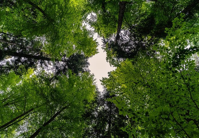 „INVL Sustainable Timberland and Farmland Fund II – Capital Fund“ sieks pritraukti investuotojų