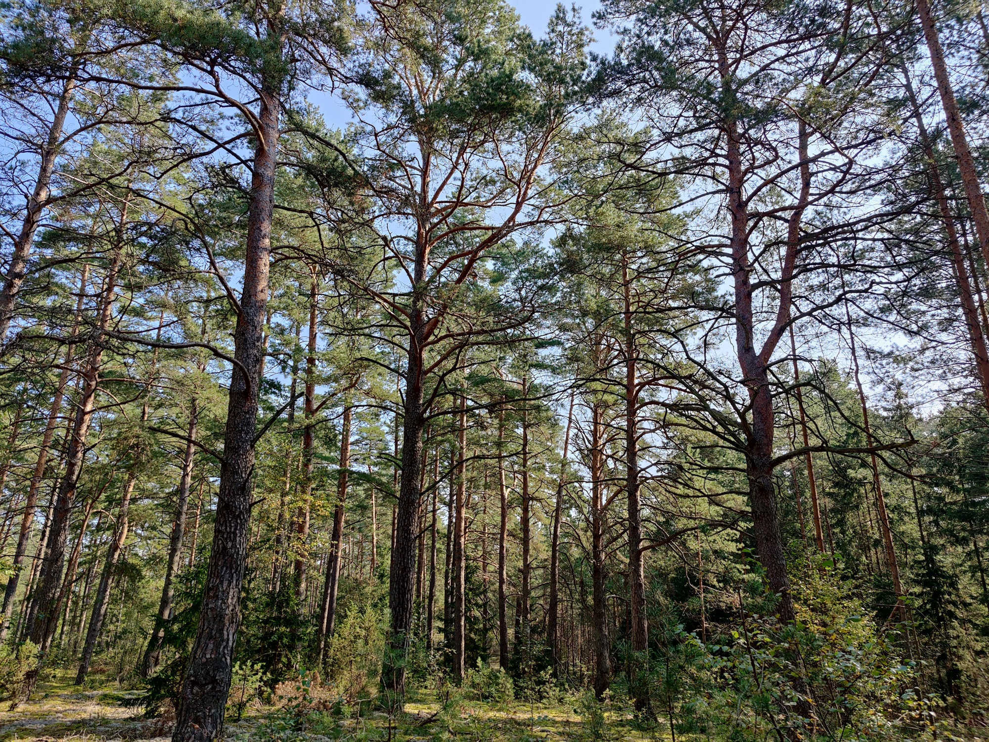 „INVL Sustainable Timberland and Farmland Fund II – Capital Fund“ iš investuotojų pritraukė 2,09 mln. eurų