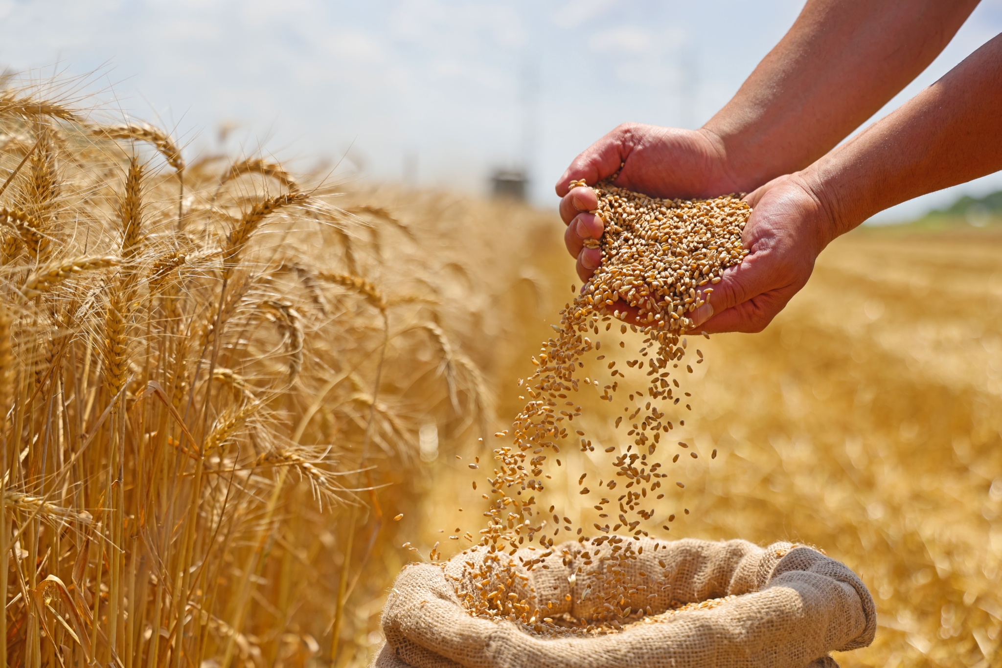 „INVL Baltic Farmland“ paskelbė šių metų veiklos prognozes ir planuojamus dividendus