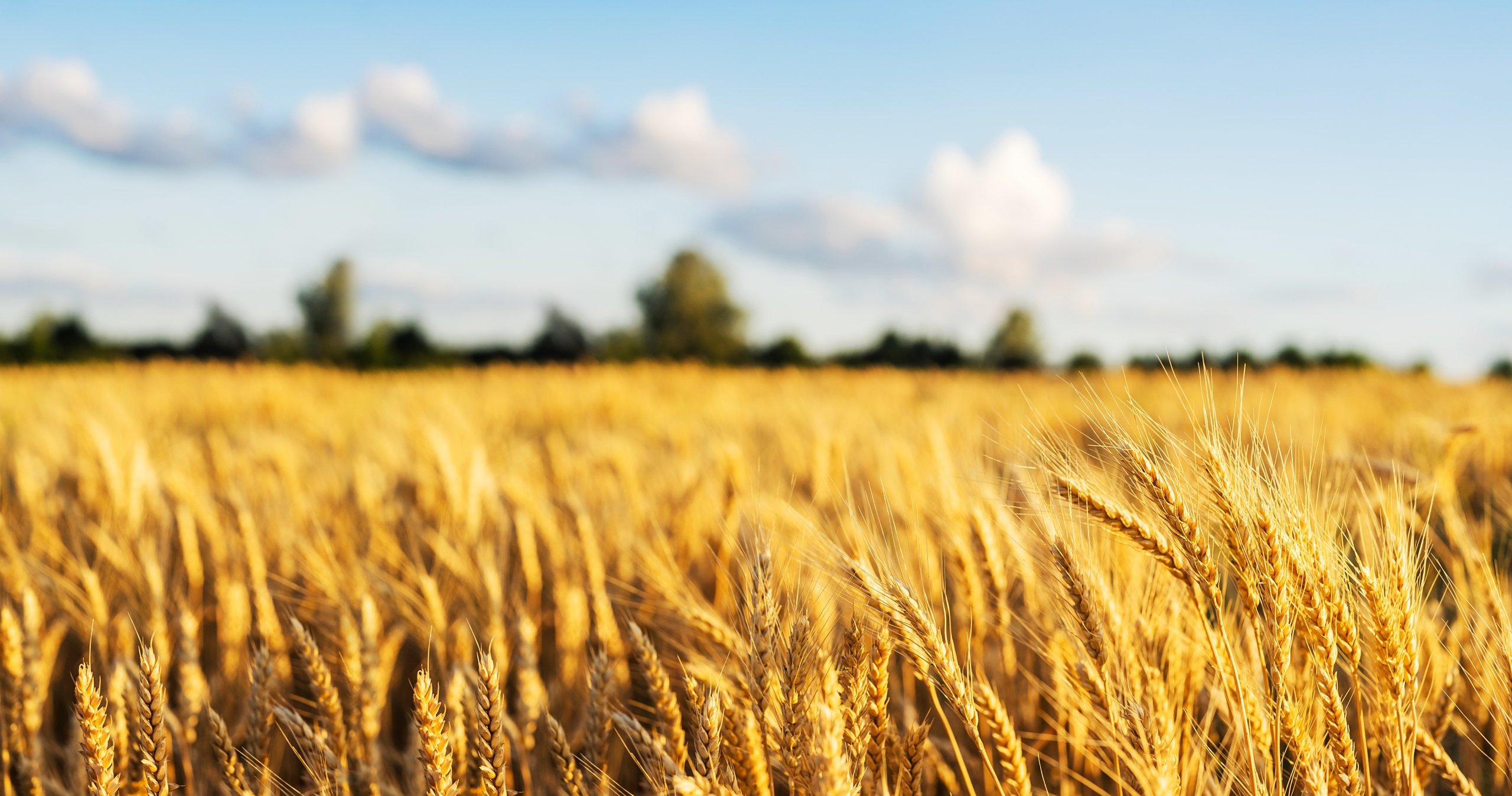 „INVL Baltic Farmland“ pajamos augo 6,2 proc., pelnas – 8 procentais